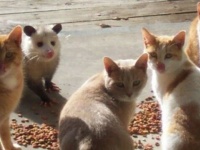 猫ズのご飯風景…と思ったら違う奴がいるぅ～！猫に混じるオポッサム、しれっとご飯を召し上がる