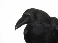 カラスとクモは数を数えられると判明！ー米独英研究