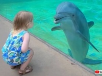水族館のイルカ「こんにちは！どこから来たの？」と、ガラス越しに女の子とコミュニケーションを図る