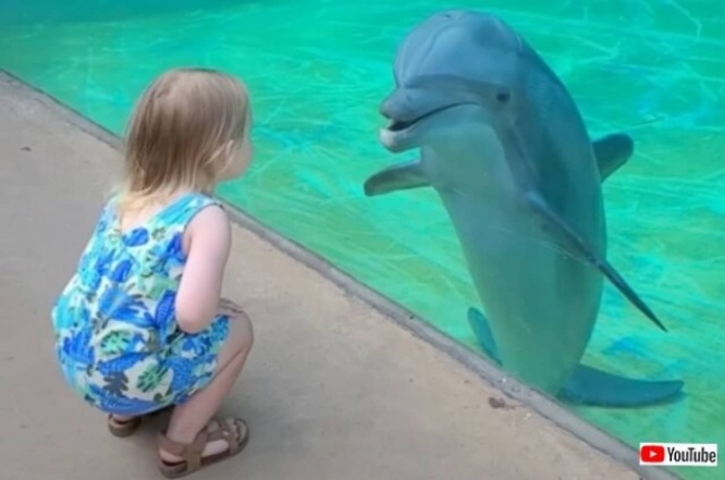 水族館のイルカ「こんにちは！どこから来たの？」と、ガラス越しに女の子とコミュニケーションを図る