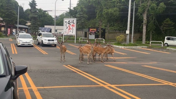 画像は再掲