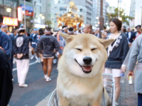 秋は柴犬シーズンの始まり！柴犬まる、根津神社例大祭を見物