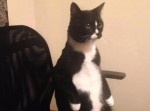 あれ？　自分で自分が何者かわからなくなってしまった動物たち
