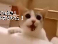 ちょっ、おまっ、大丈夫か？お風呂に入っている飼い主を必死に助けようとする猫