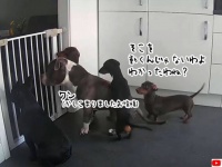 ダックスフントがどうやって？他の犬を踏み台にしてゲートを飛び越えていた