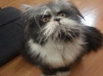 こちらの動物は犬・猫のどちらに見える？