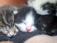 大丈夫、すこぶる元気です！見知らぬ猫がベッドの下で産んだ子猫たち、その後の愛情いっぱいの成長記録(イギリス)