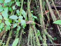 死からの復活。枯れた葉を再生し植物全体を養うゾンビシダの驚異の能力