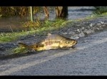 まさに命がけ！　豪雨の後、シャケたちが“道路横断”する衝撃映像