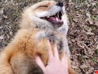 人間の赤ちゃん？ワライカワセミ？お腹をなでられて喜ぶキツネの鳴き方が超絶キュートで幸せな気分になれる