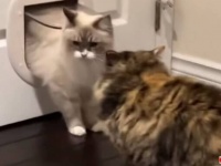 「うわぁ、心臓が止まるかと思った！」新しいキャットドアを設置した結果、猫も飼い主さんも思わず飛び上がる