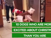 可愛い過ぎる！クリスマスに大興奮のワンコたち【映像】