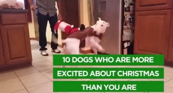 可愛い過ぎる！クリスマスに大興奮のワンコたち【映像】