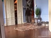 どんなに高くしても軽々とペットフェンスを飛び越えてしまう犬に対して飼い主がとった最終兵器。効いてる効いてる！
