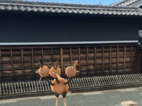 美濃市内に出現したドードリオ（画像提供：美濃市観光協会）