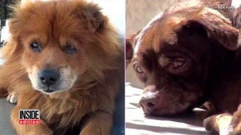 動物保護施設に住んでいた2匹のワンコの「深い絆」に思わずほっこり