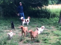 内向的な犬ばかりを集めた交流会を行ったところ、まったく交流できなかった件