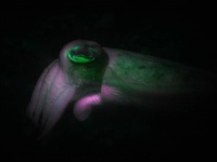 赤い悪魔の異名を持つ巨大イカは、体色を変化させ人間の言葉に似た方法で会話する