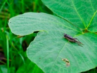 世界が注目する「昆虫食」で「コオロギ」が注目されるワケ（＊画像はイメージです）