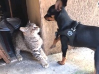 もう絶対に離れないから！子犬に拾われた野良子猫、あたたかく迎えられて家族になる