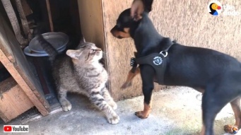 もう絶対に離れないから！子犬に拾われた野良子猫、あたたかく迎えられて家族になる