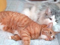 犬と猫のハッピーファミリー「兄ちゃん、早く元気になって！」足をケガした長男猫を気遣う弟たち