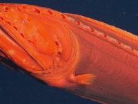 科学者を100年間混乱させた変身する深海魚の撮影に成功