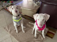 捨てられていた子犬の兄妹を保護、兄は目と耳が不自由な妹をずっと守り続けていた