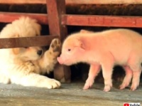 はじめまして、仲良くしてね！生まれたばかりの子ブタに寄り添う子犬たちの優しい風景