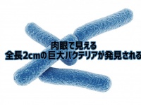 肉眼で見える巨大細菌が発見される。なんと1円玉サイズの最大2cm