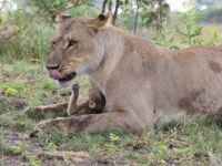 母性が動く時。母ヒヒを捕食したメスライオン、残された赤ちゃんヒヒを保護しオスライオンから守る(ボツワナ)