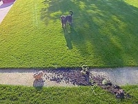 愛犬「しまった！やらかした！」からの「誰も見てないしバックレよう！」だがしかし、防犯カメラは見ていたのだ