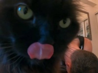 黒猫クイーンのショーティさん「不潔は許さぬ！」と、ヨガの最中に頭をグルーミングしてくださる