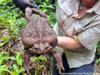 人間の赤子サイズの巨大ヒキガエル（猛毒）が発見される
