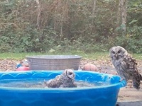 目が合っちゃったもんだから…フクロウたち、水飲み場で突然のファイッ！