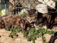 持病を持った猫たちの為の特別な保護施設(カナダ)