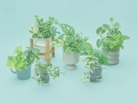 植物の種類は届いてからのお楽しみ!?　⼟を使わず⽔だけで育てる観葉植物「＆Green」から3種Setが毎月届く定期便スタート