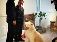 画像は「Shippo cafe with dog」のFacebookより