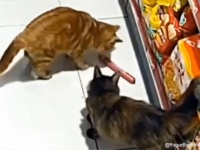 ソーセージ窃盗常習犯の猫に誘われて盗み出し作戦に参加したはずの友猫、まるで要領を得ず置いていかれてしまう