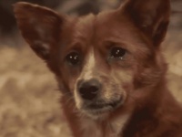 母親のように慕っていた牛との別れに涙を流して悲しむ犬。両者の固い絆を見た飼い主は牛を手放すことをやめることに