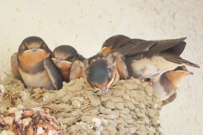 ツバメはどうなった?(画像はイメージ)