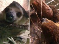 ナマケモノたちが晩年を安らかに過ごすための老人ホームがある（イギリス）