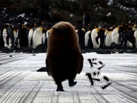 ラスボス感がすごいけどヒナだから。独り立ちする気マンマンのキングペンギンの子、我が道を行く