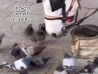 鳩たちに自分の餌を分け与えようとする馬