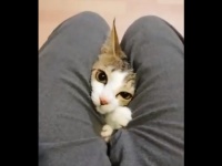 こんにちは（画像はたぬとなる（nyanko___nyan）