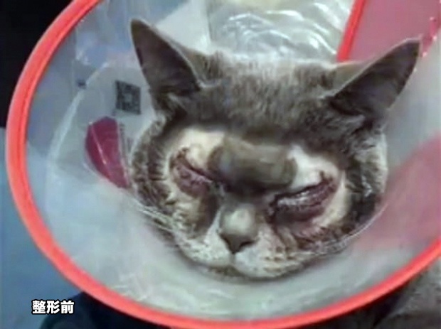 猫　目を整形手術