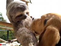 ナマケモノにペースを合わせてゆるふんわりと友達になった犬