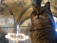 【RIP】トルコの博物館の案内役として常駐し、多くの人に愛されていた猫のグリが天命を全うし虹のたもとに向かう