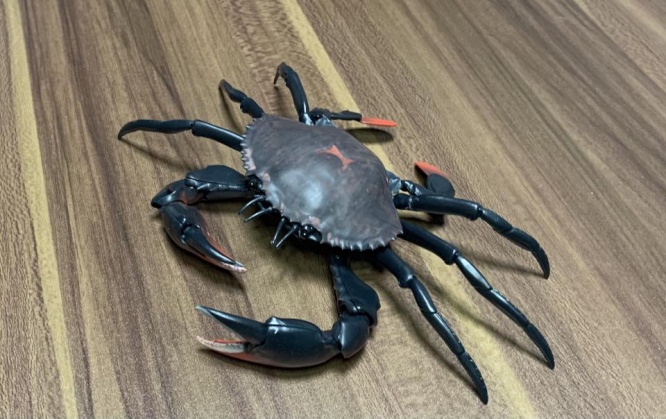 本来はこのカニの脚部分