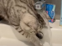 科学の名のもとに、頭がビショビショに濡れても水道実験を止めない猫